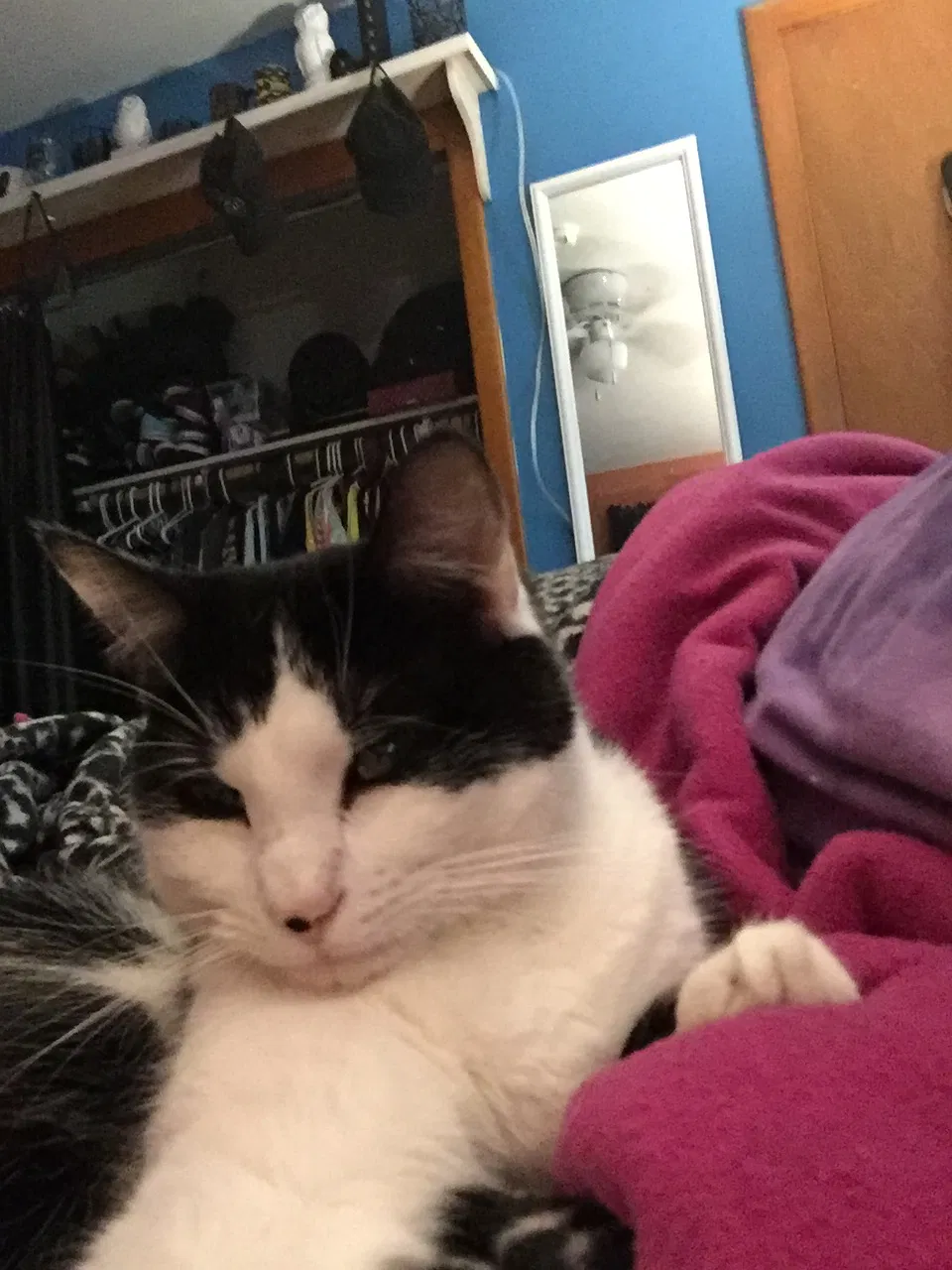 Lost cat in Waterbury, CT, 6705
