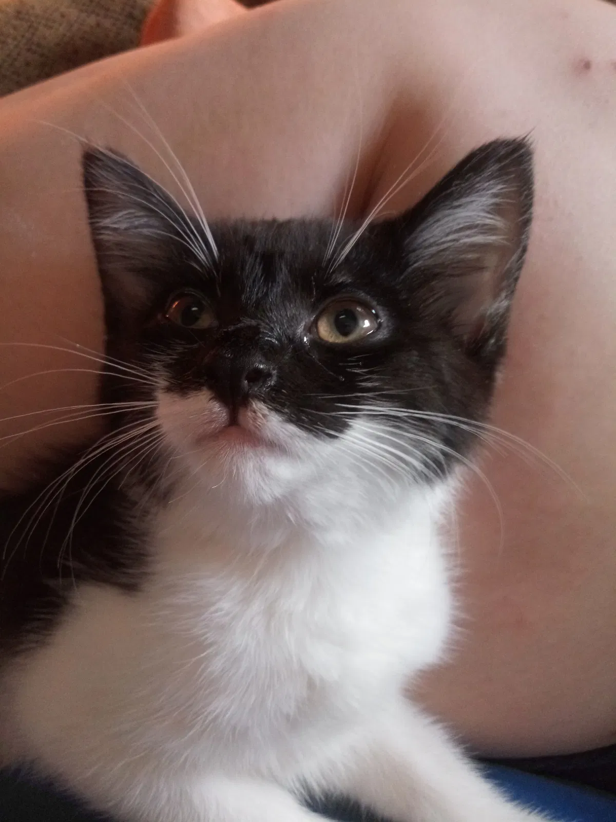 Lost cat in Hamilton, OH, 45013