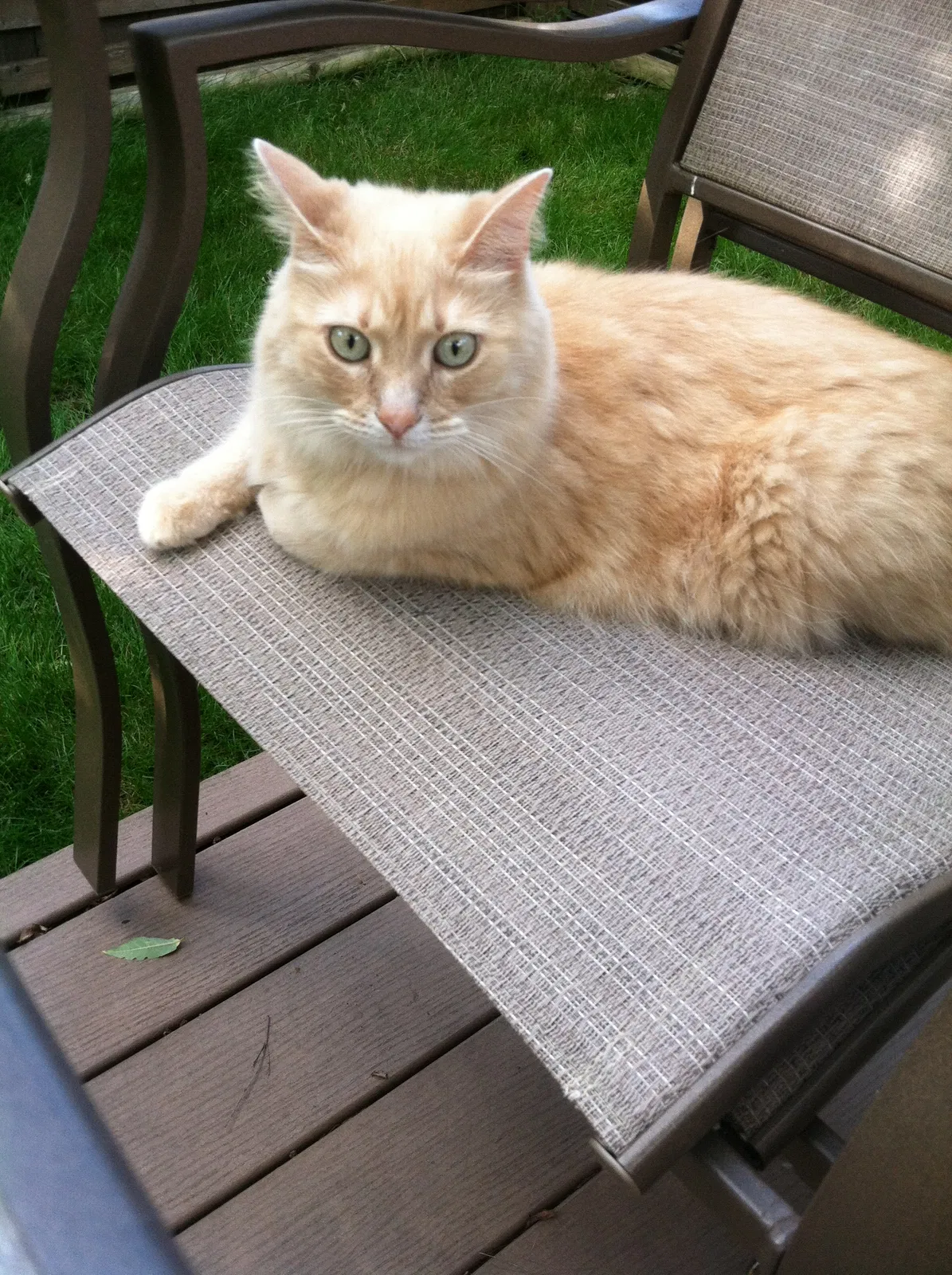 Lost cat in Indianapolis, IN, 46268