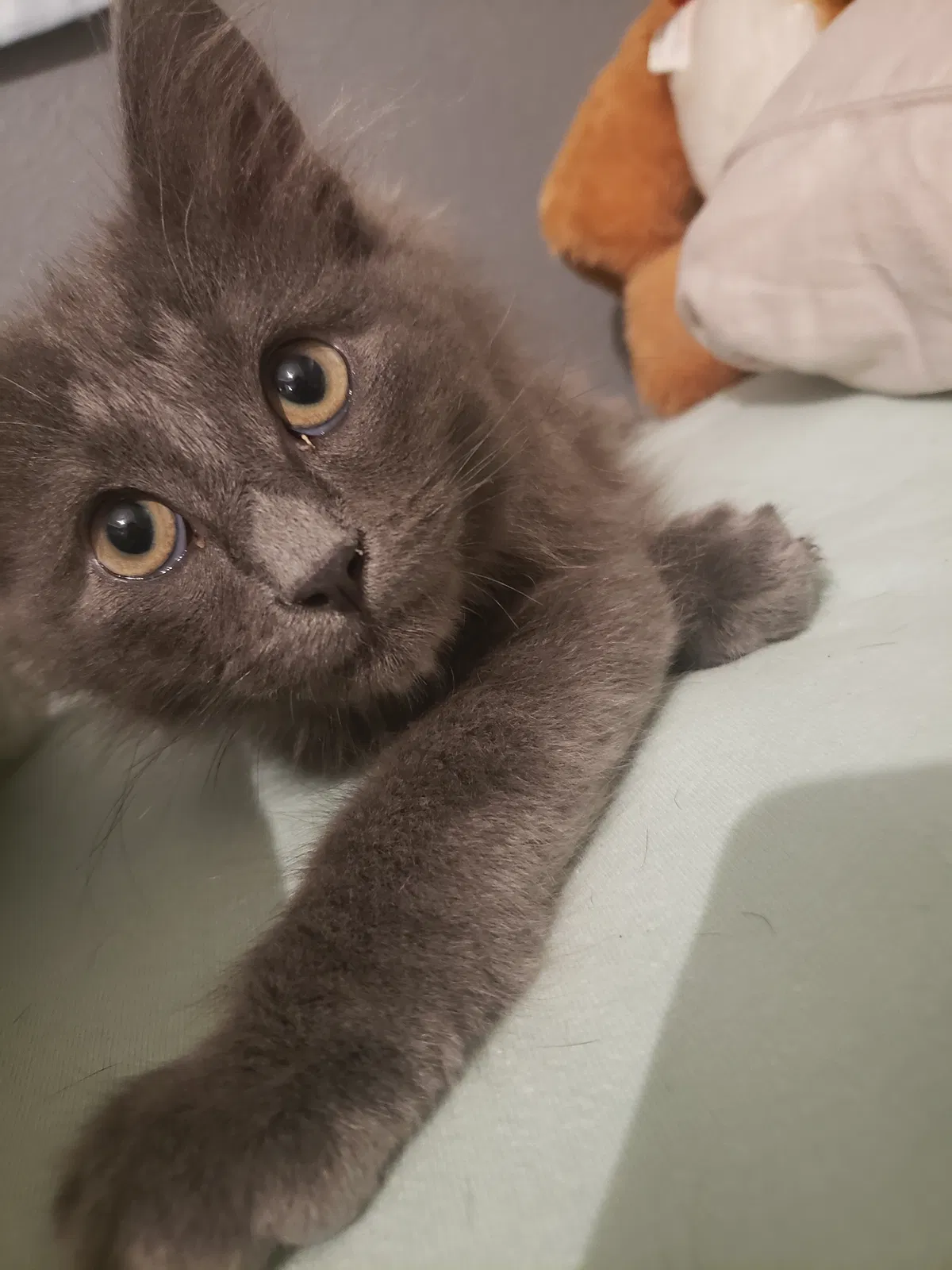 Lost cat in Campbell, CA, 95008