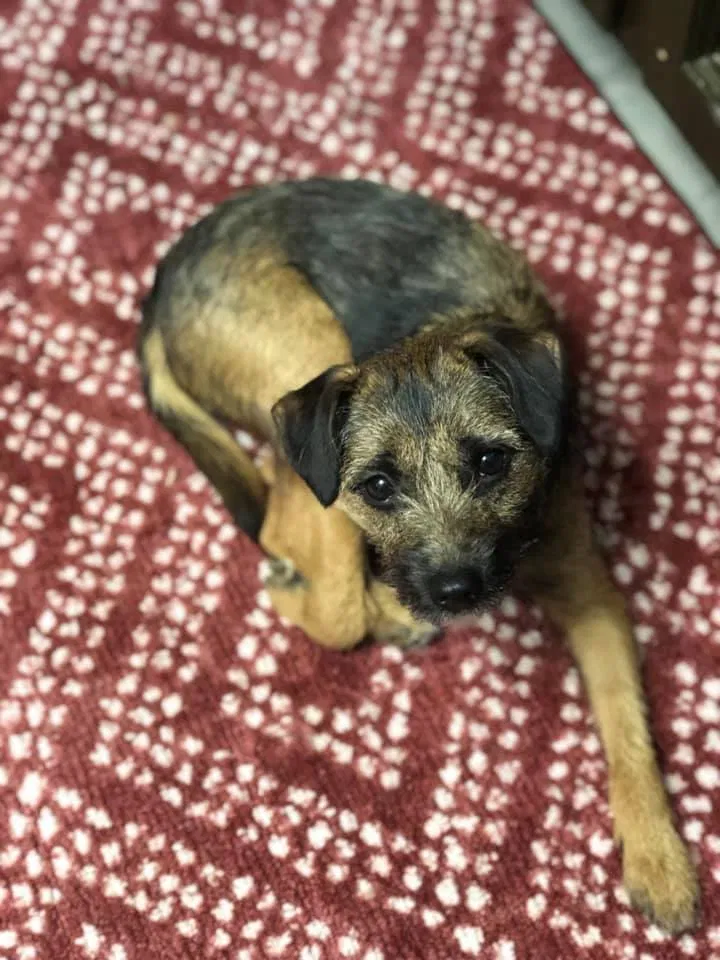 Lost dog in Portland, OR, 97267
