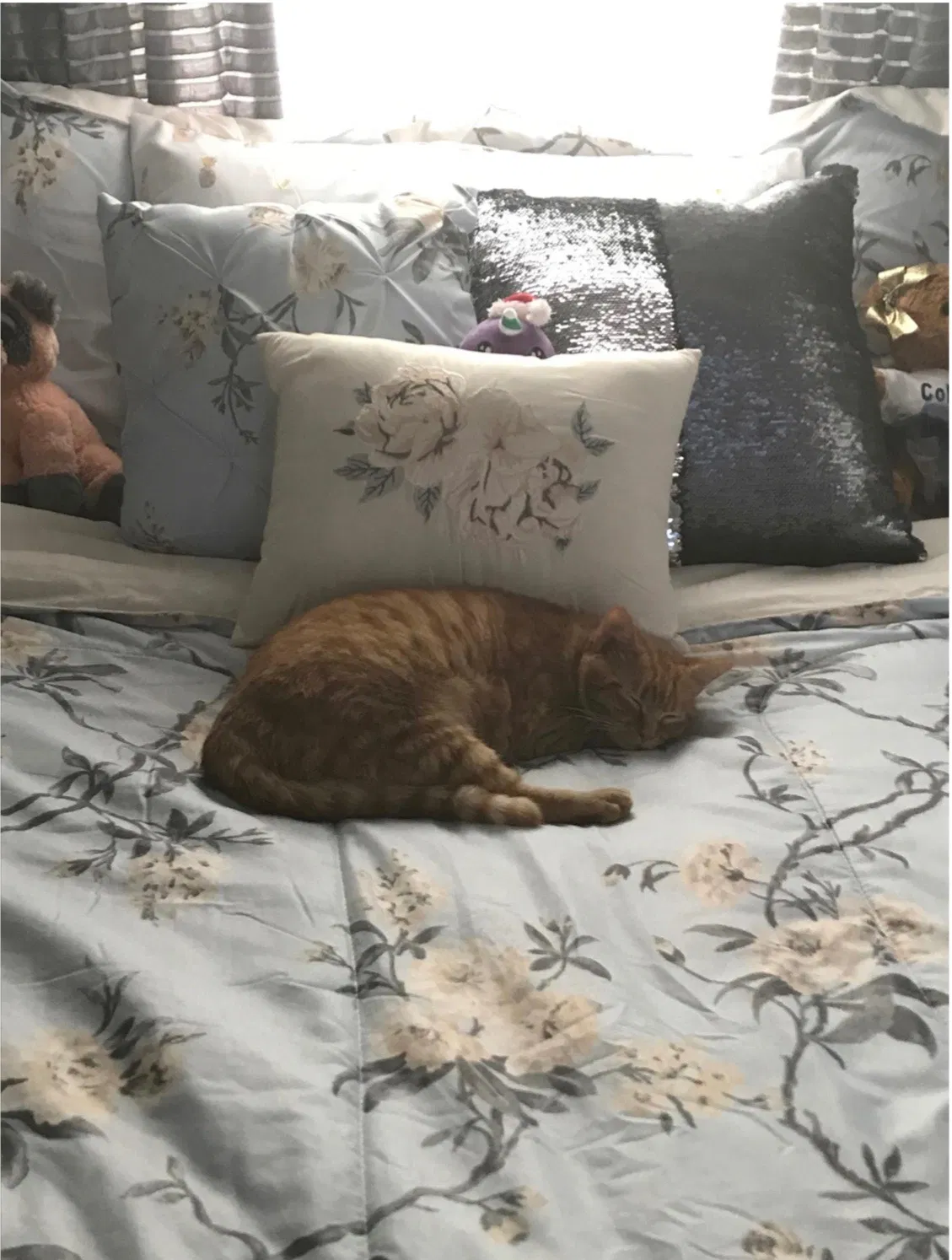 Lost cat in Cross Junction, VA, 22625