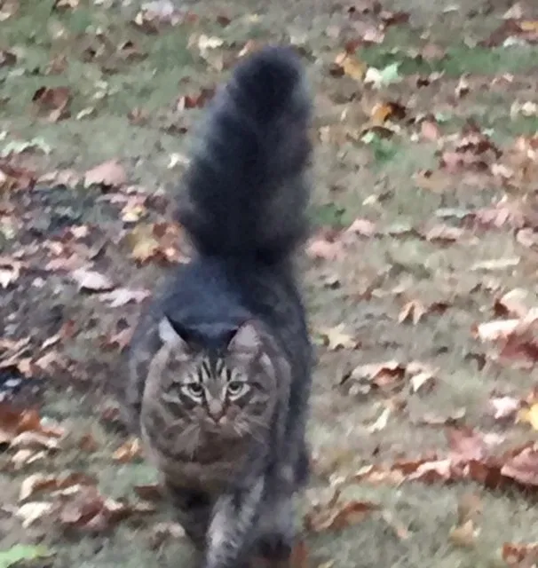 Lost cat in Newburgh, NY, 12550