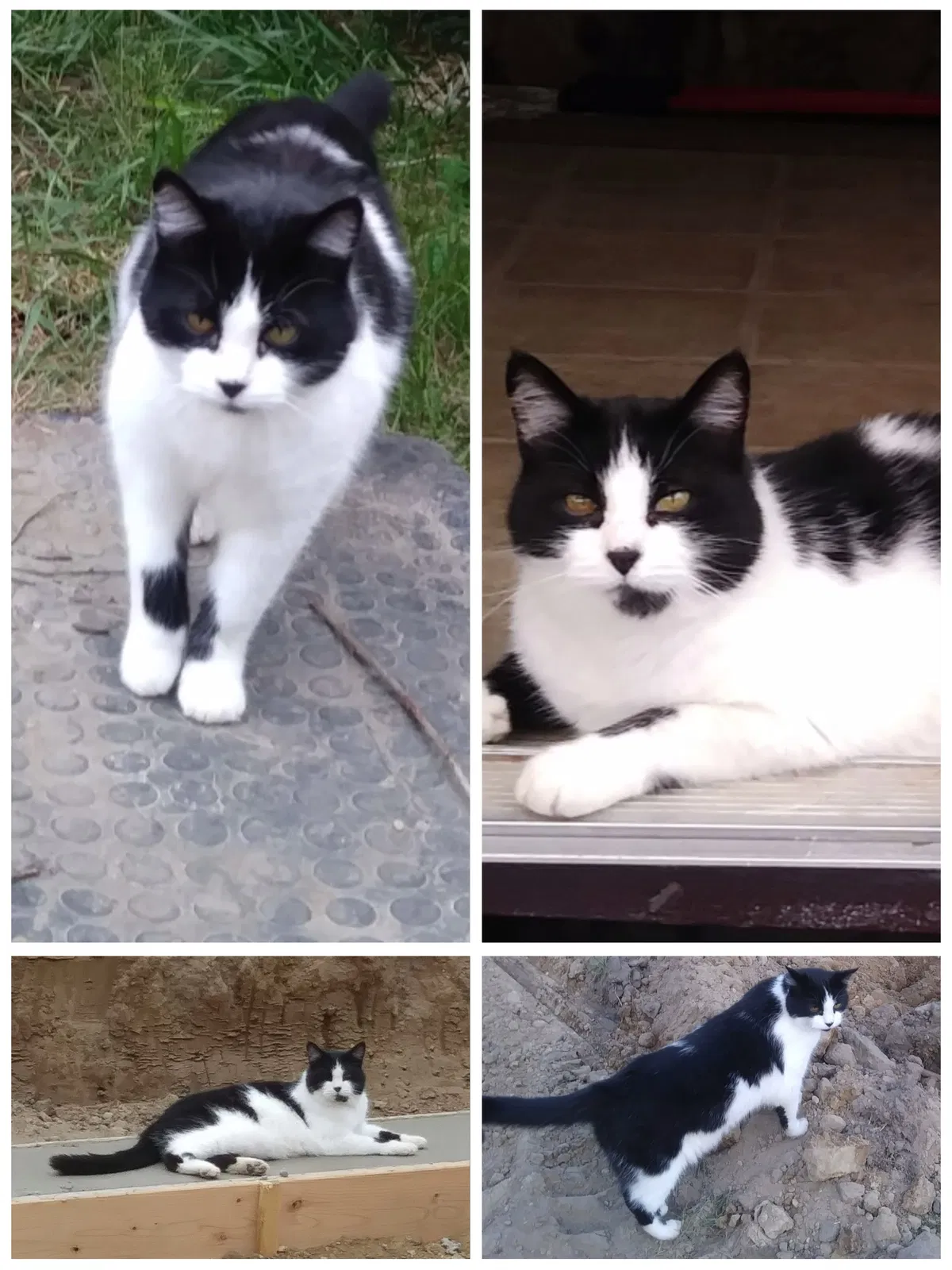 Lost cat in Lansing, MI, 48911