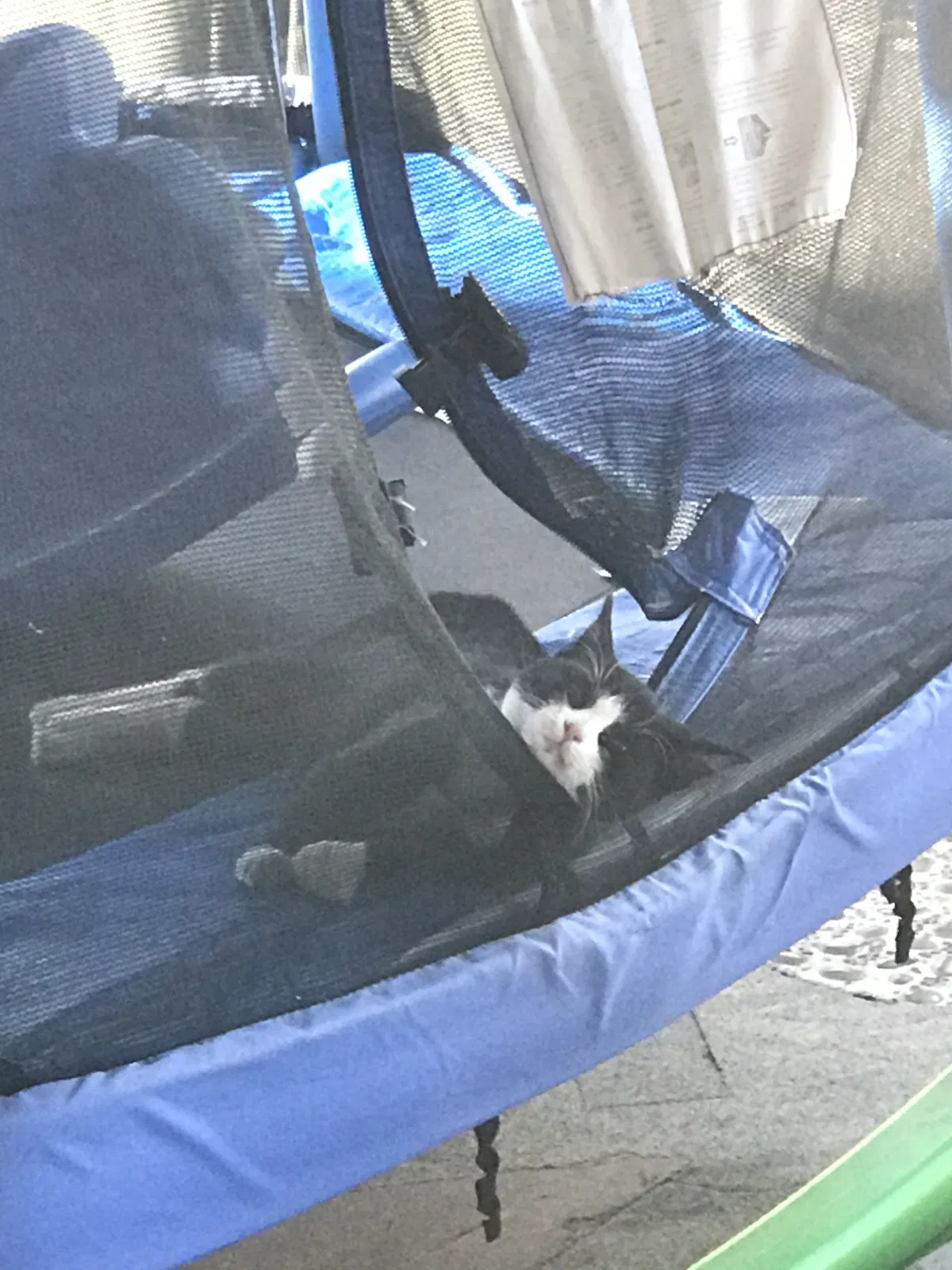 Lost cat in Pomona, CA, 91767
