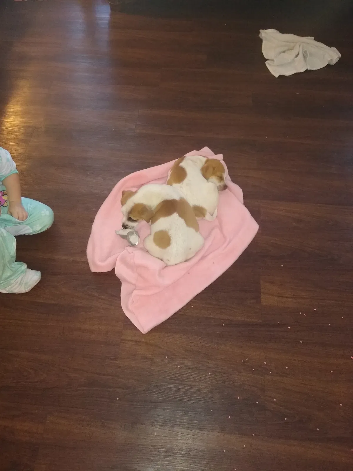 Found dog in Elk City, OK, 73644
