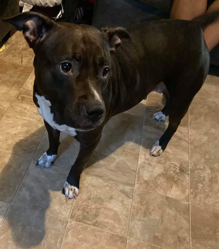 Lost dog in Albany, NY, 12206