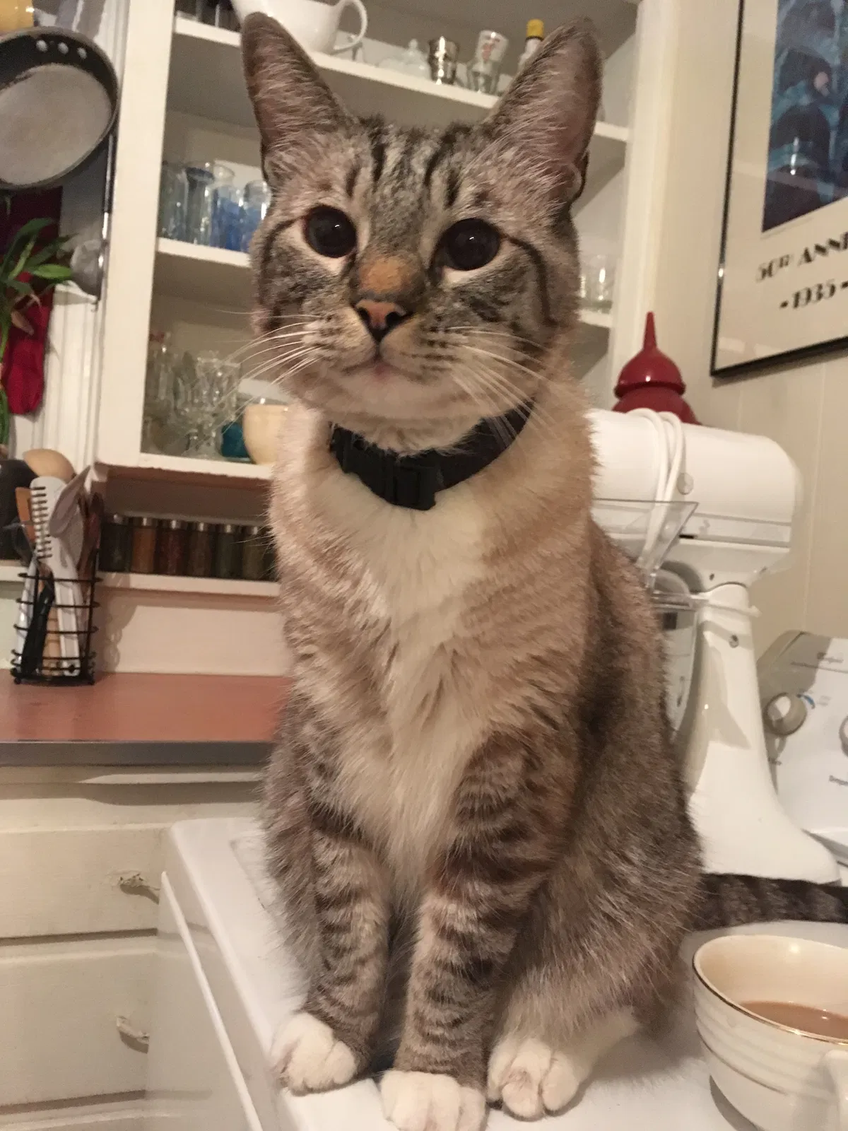 Lost cat in Denton, TX, 76201