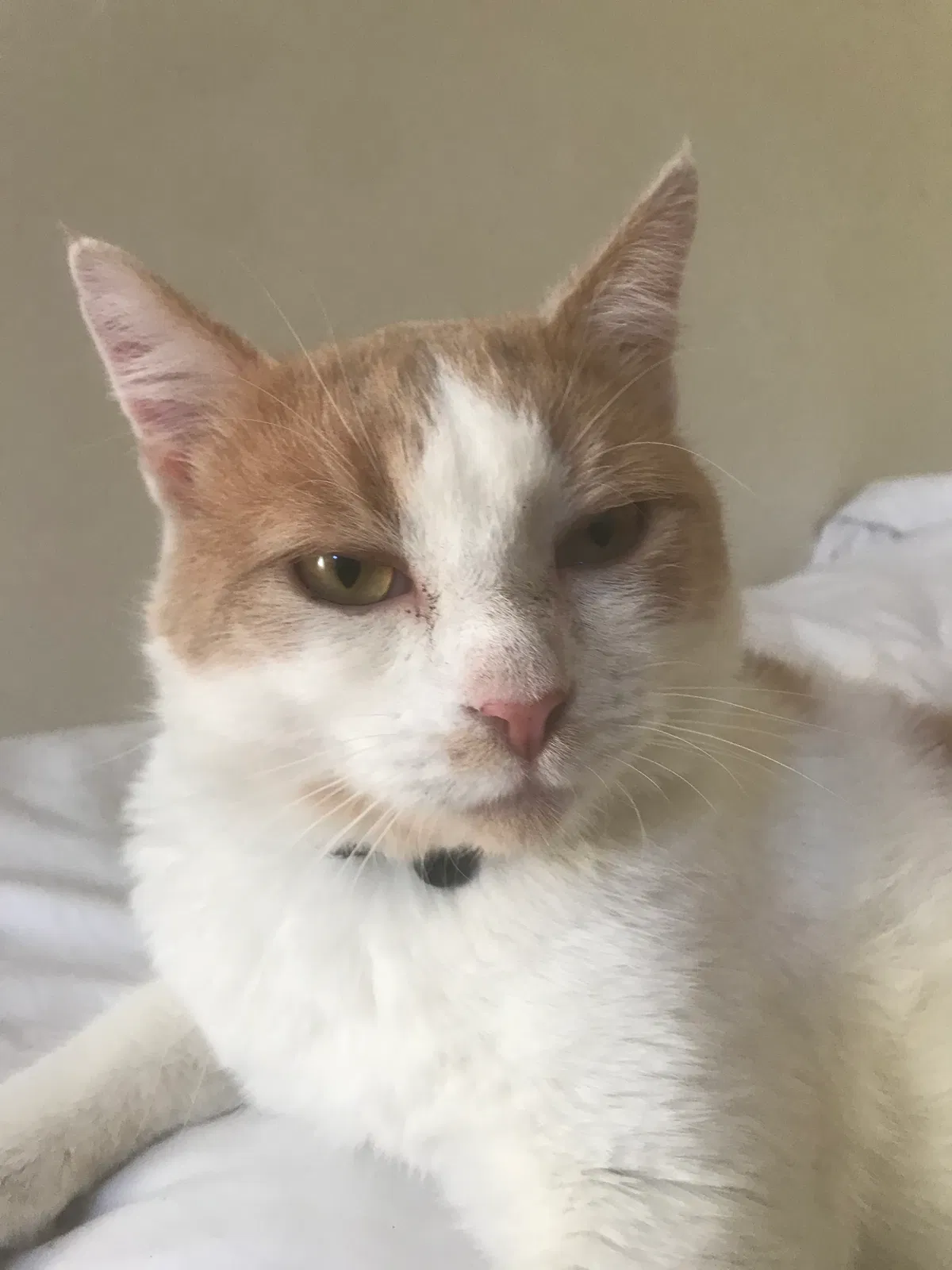 Lost cat in Nipomo, CA, 93444