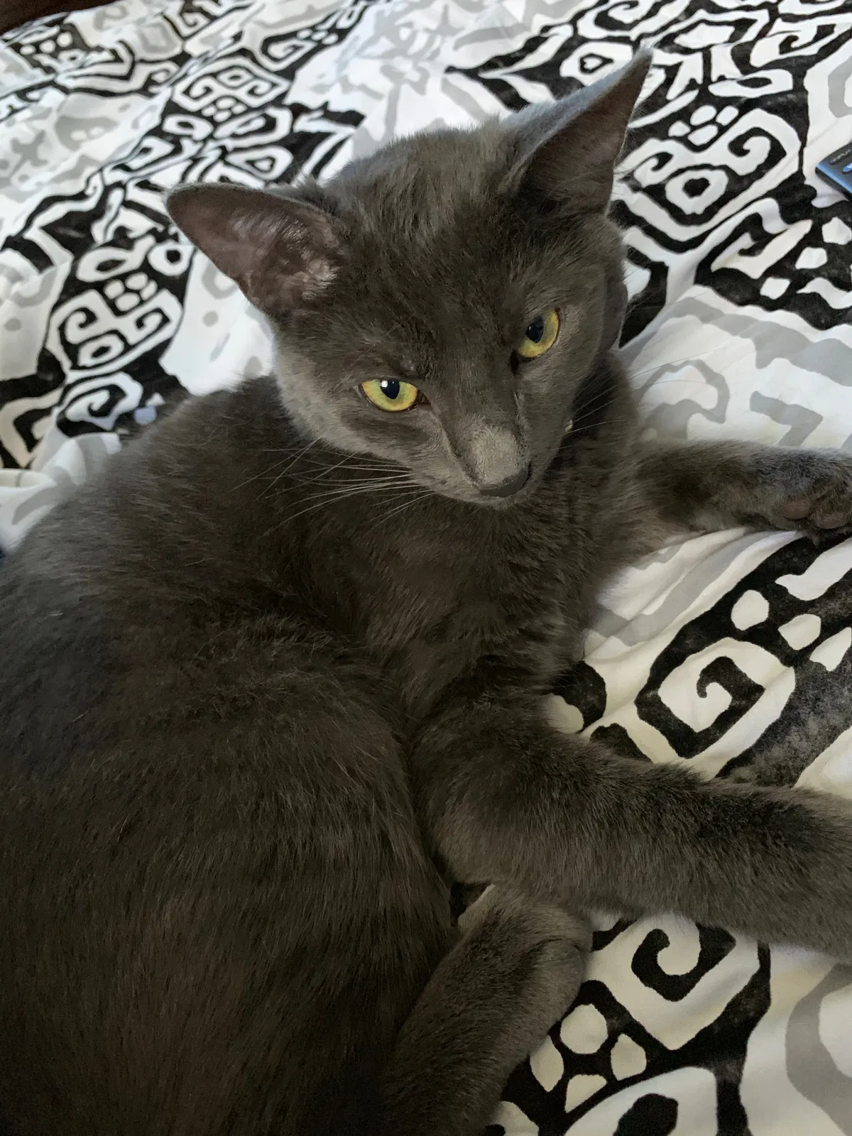 Lost cat in Goshen, NY, 10924