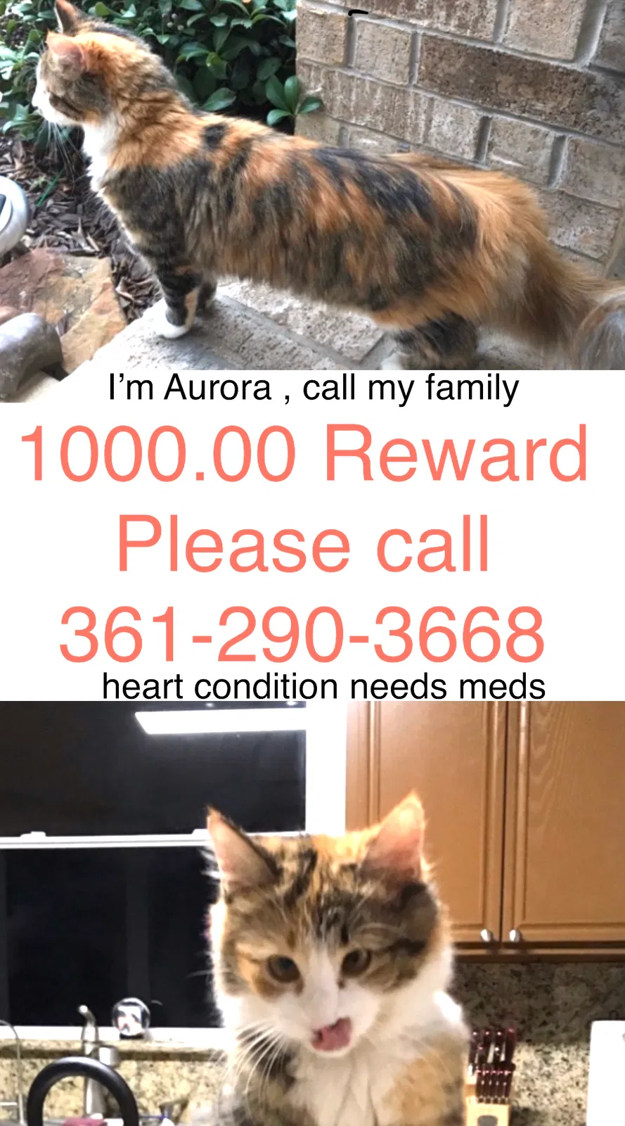 Lost cat in Kingwood, TX, 77339