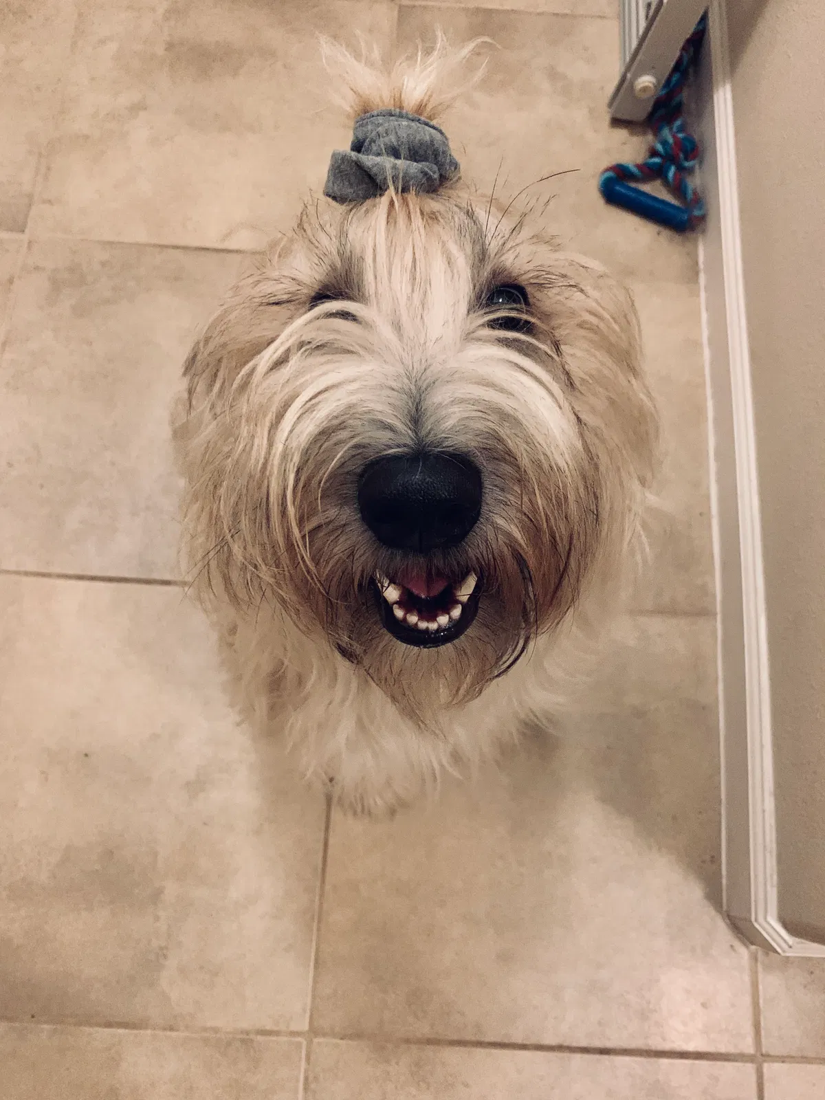 Lost dog in Cocoa, FL, 32922