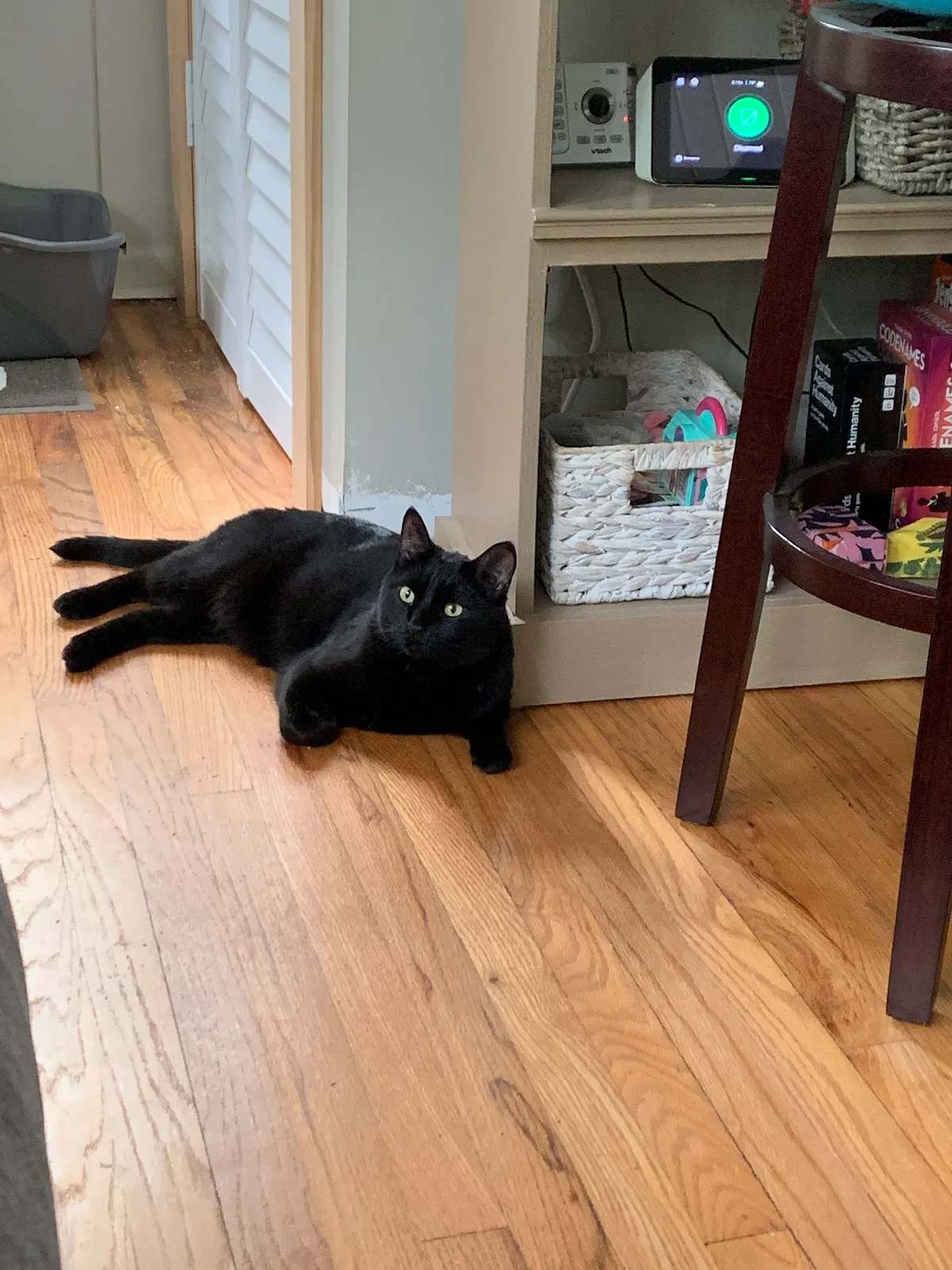 Lost cat in Tallahassee, FL, 32303