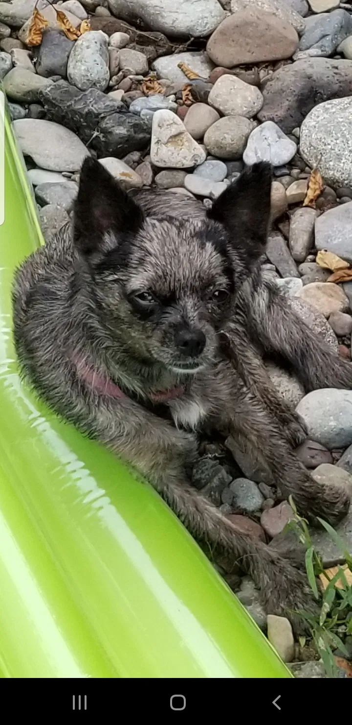 Lost dog in Ridgefield, WA, 98642
