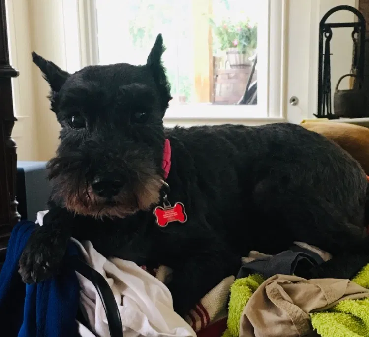 Lost dog in Hattiesburg, MS, 39401