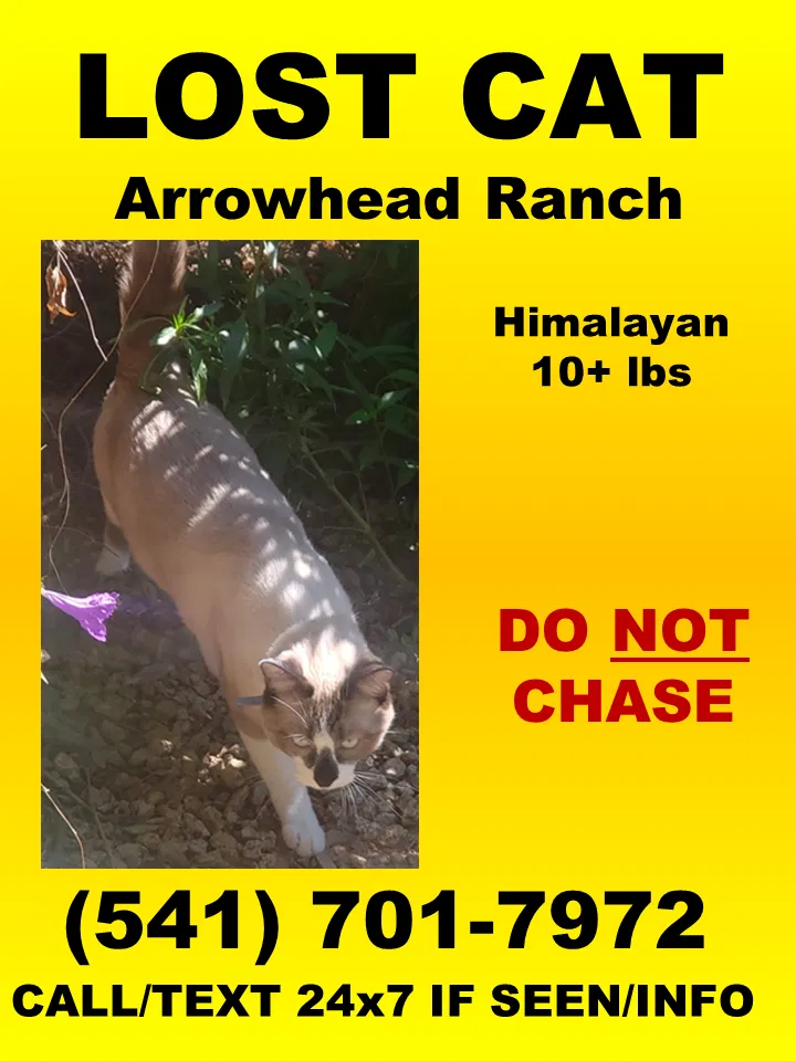 Lost cat in Glendale, AZ, 85308