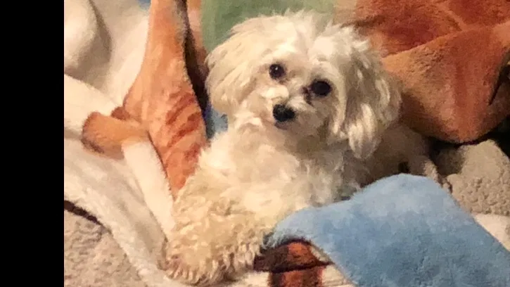 Lost dog in New Orleans, LA, 70122