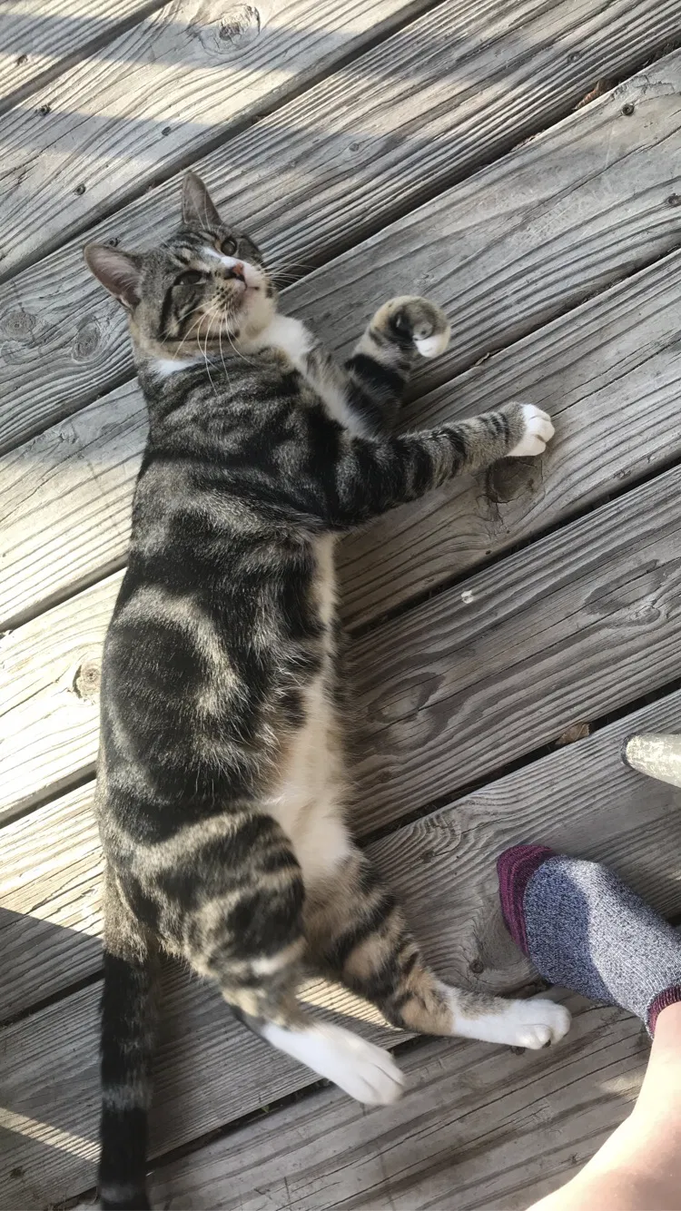 Lost cat in Pembroke, GA, 31321