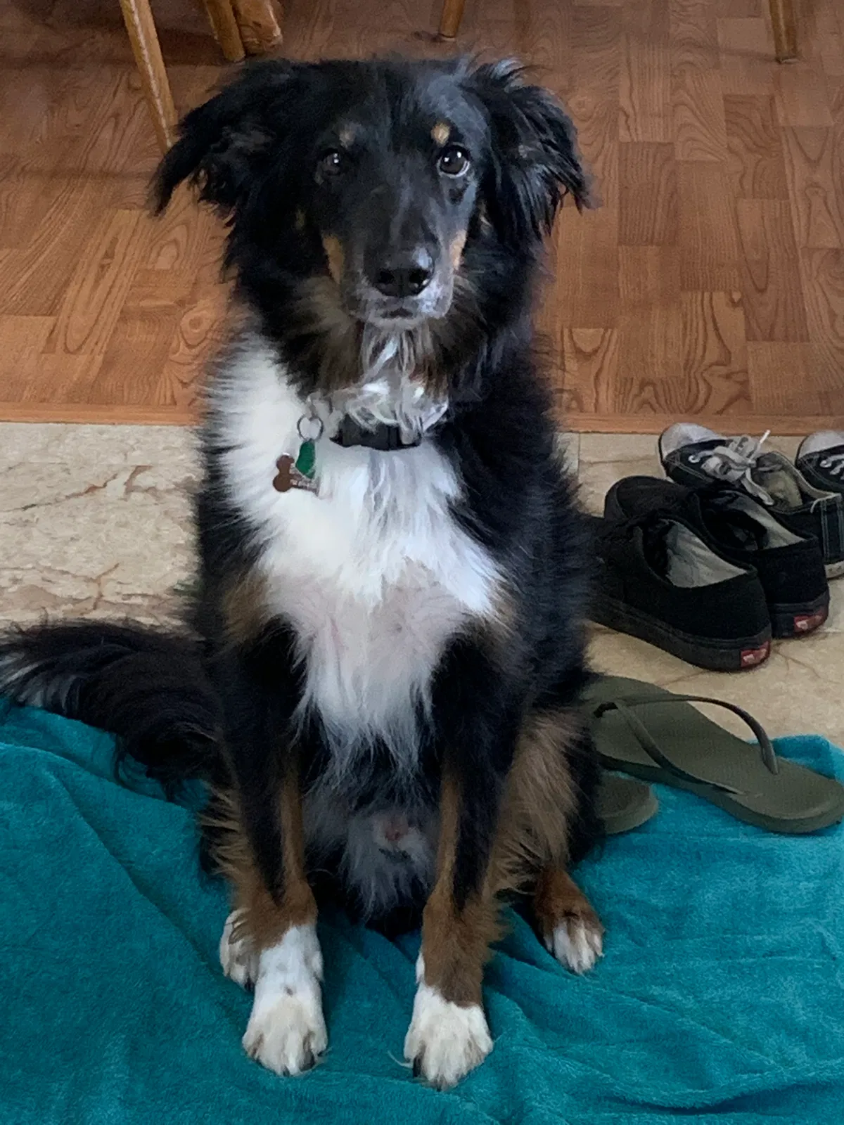 Lost dog in Keyport, NJ, 7735