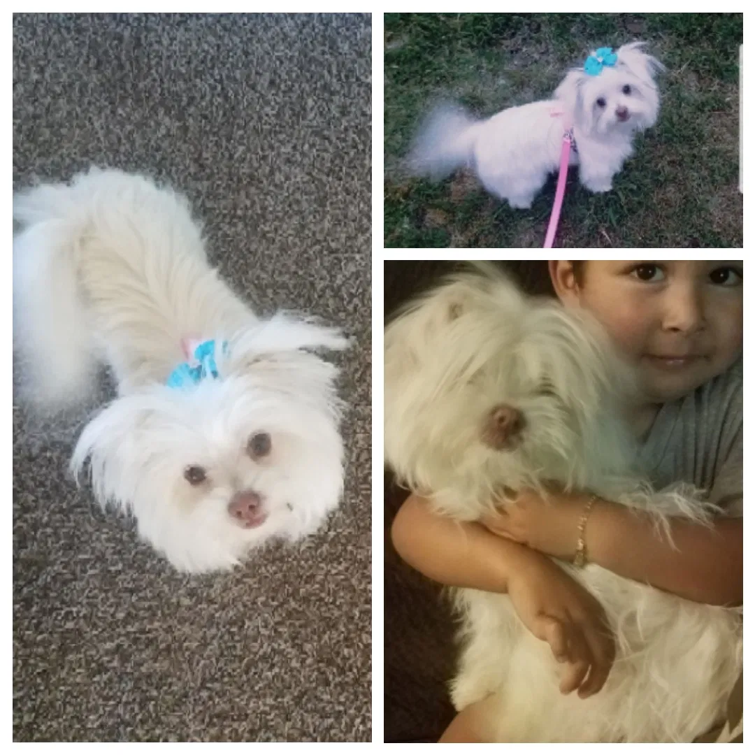 Lost dog in Fresno, CA, 93726