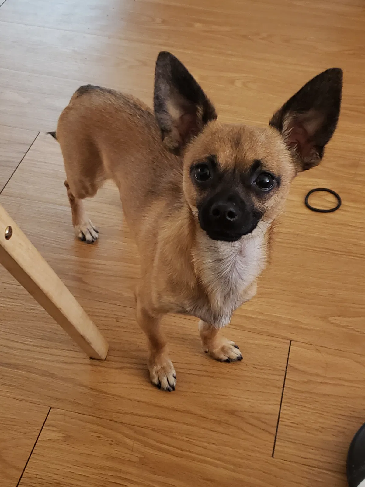 Lost dog in Phoenix, AZ, 85042