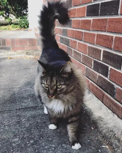 Lost cat in Atlanta, GA, 30341