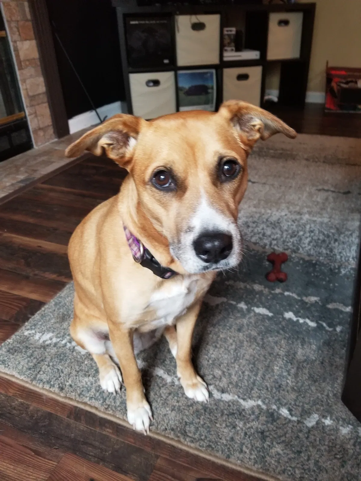 Lost dog in Indianapolis, IN, 46250