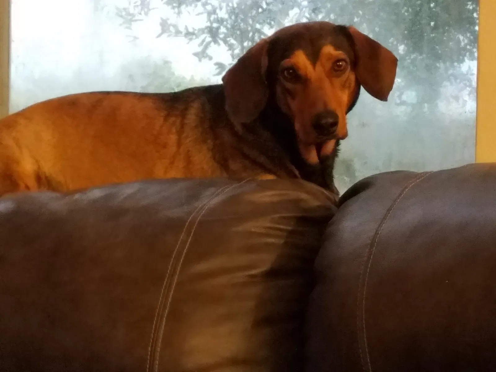 Lost dog in Dickinson, TX, 77539