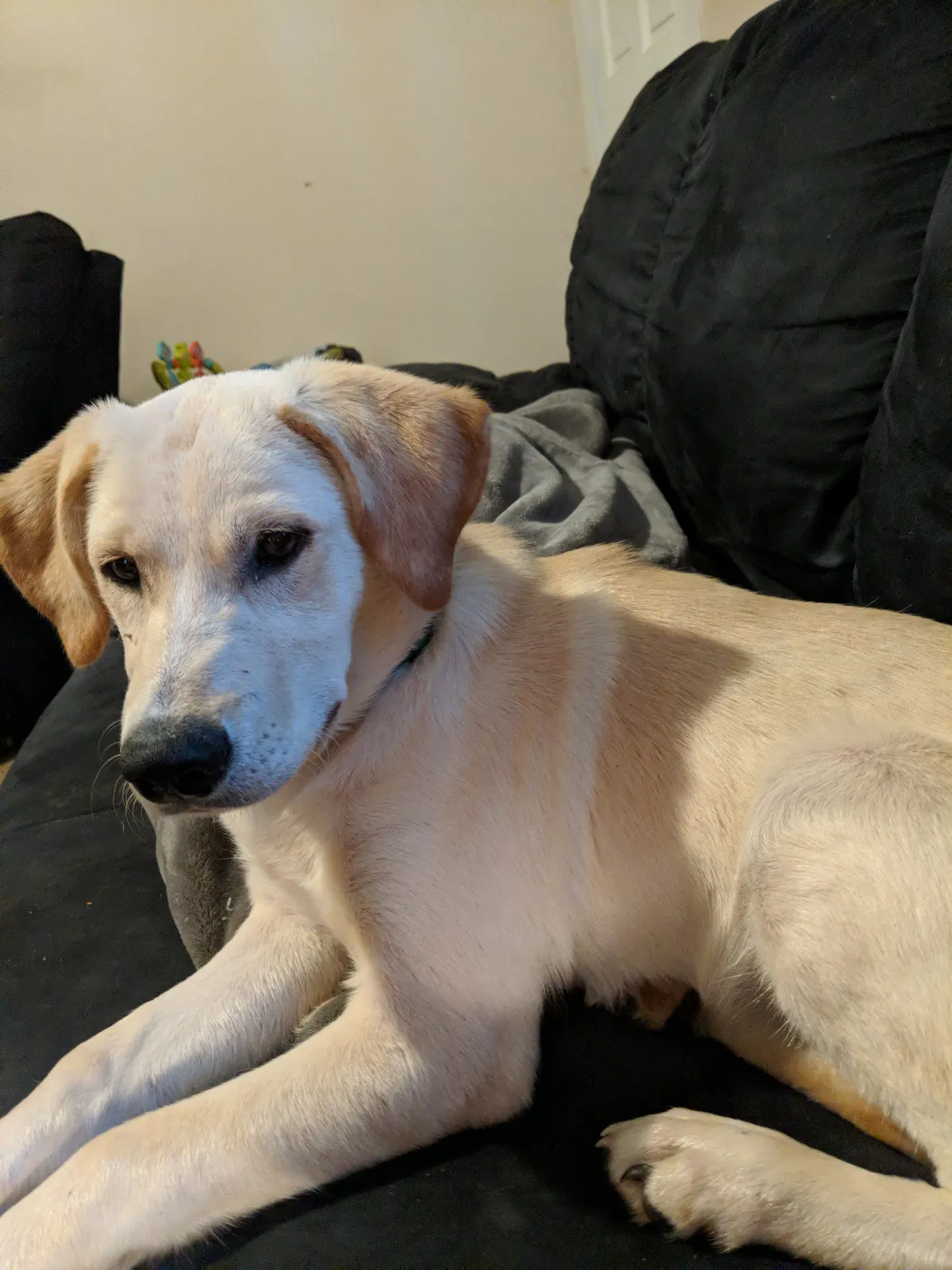 Lost dog in Rome, GA, 30161