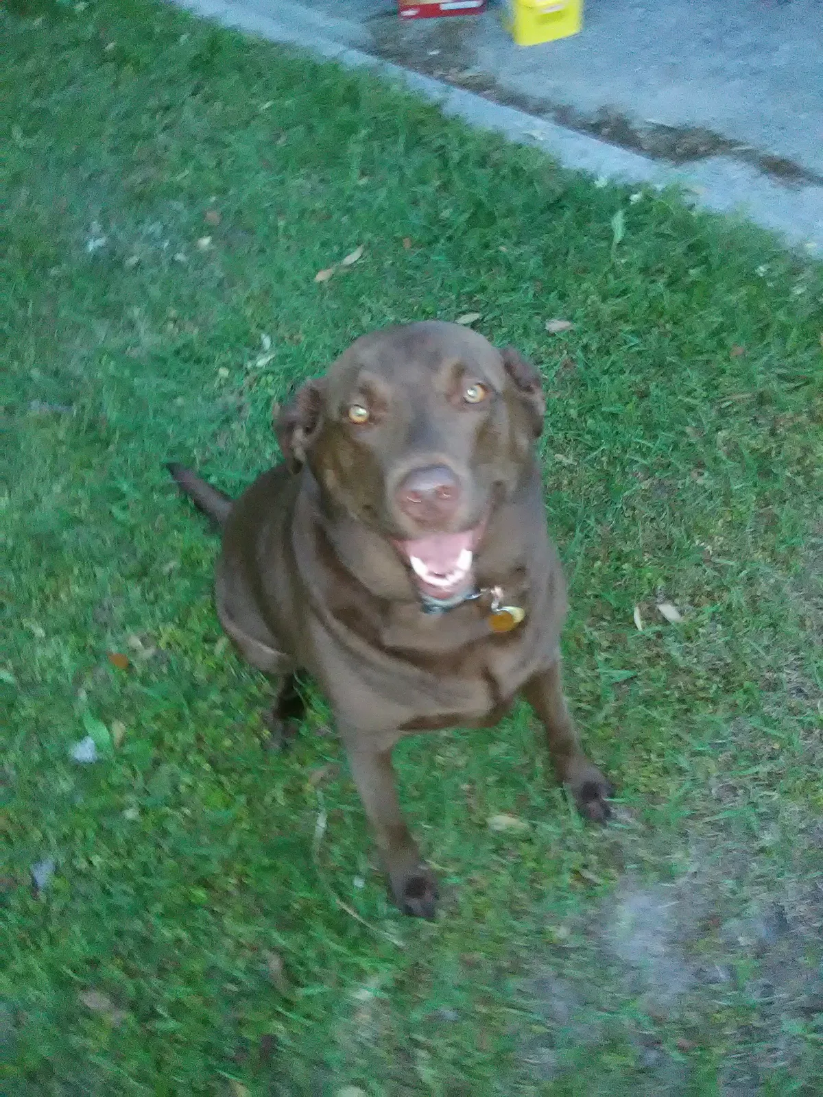 Lost dog in Unknown, SC, 29486