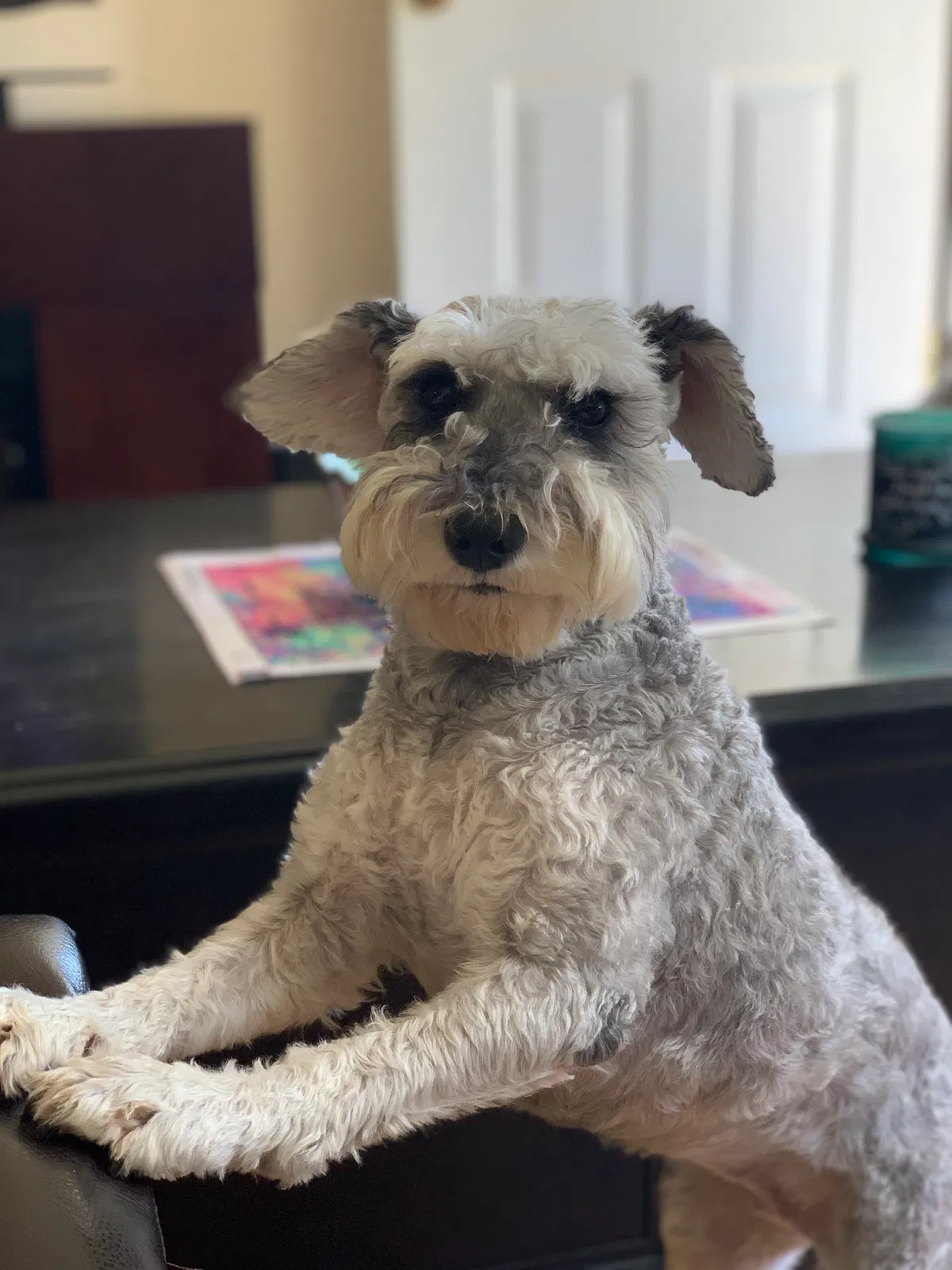 Lost dog in Crestview, FL, 32539