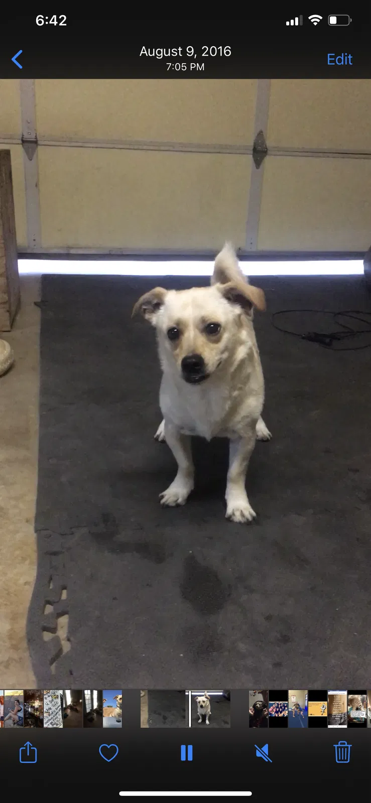 Lost dog in Casa Grande, AZ, 85122