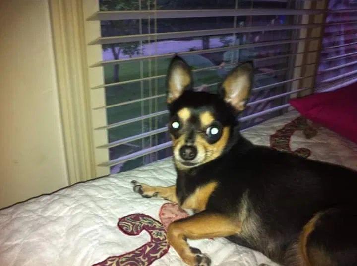 Lost dog in Calera, AL, 35040