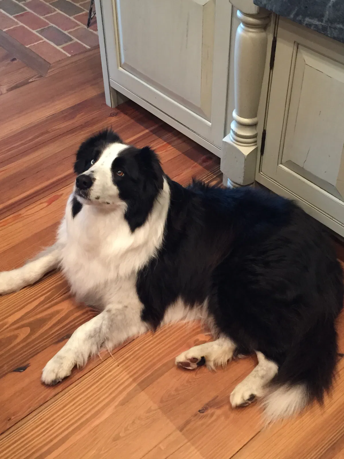 Lost dog in Cambridge, MD, 21613