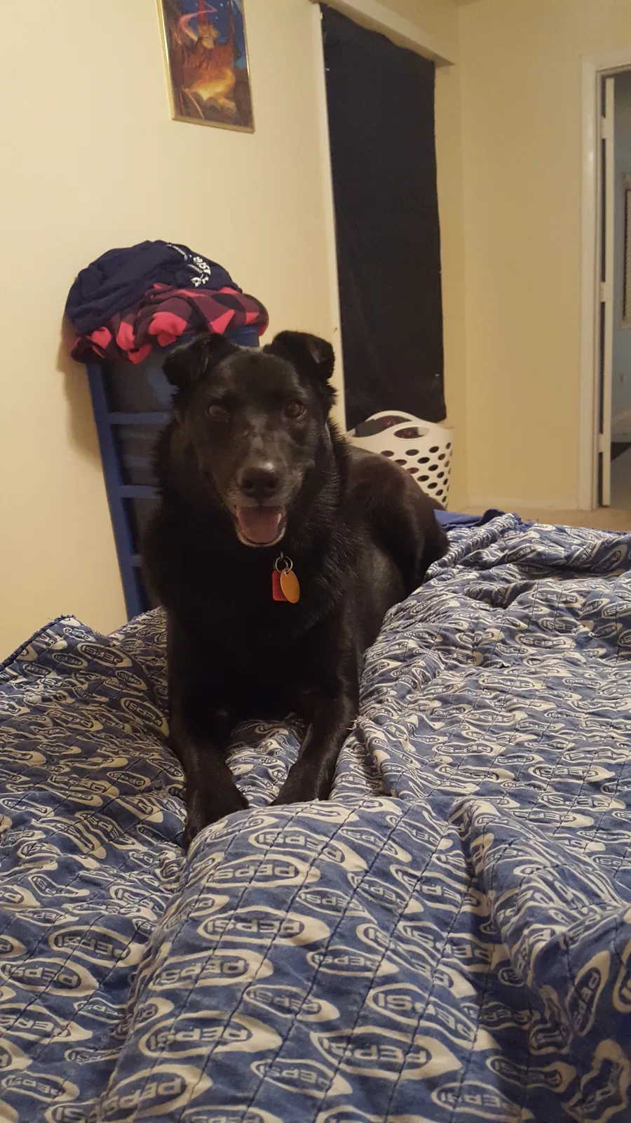 Lost dog in La Marque, TX, 77568