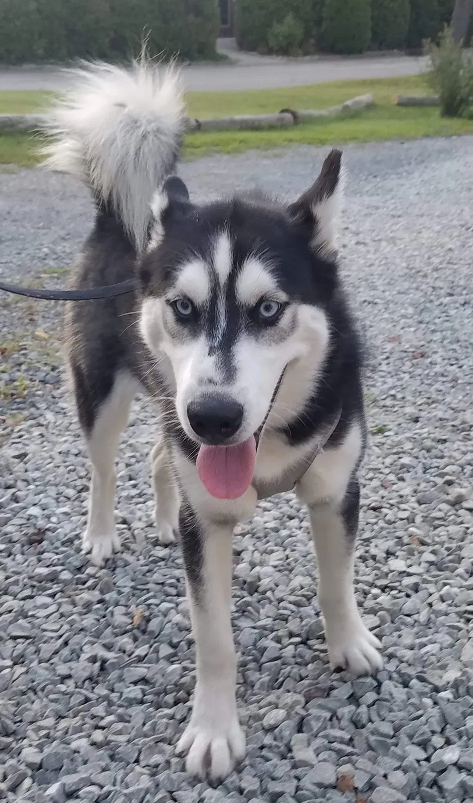 Lost dog in Pittsburgh, PA, 15202
