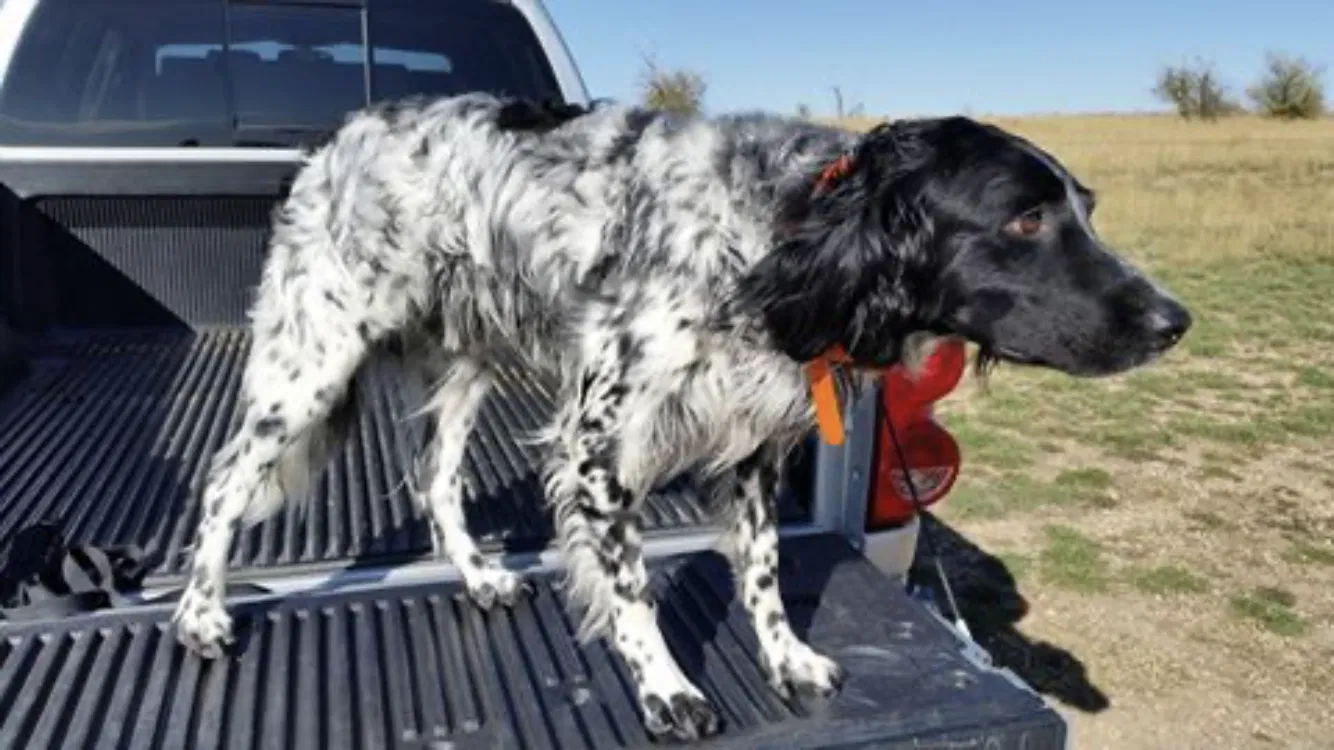 Lost dog in Hudson, CO, 80642