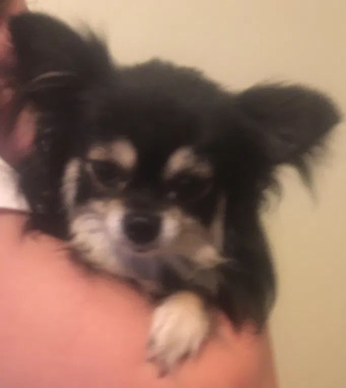 Lost dog in Wilmington, NC, 28401