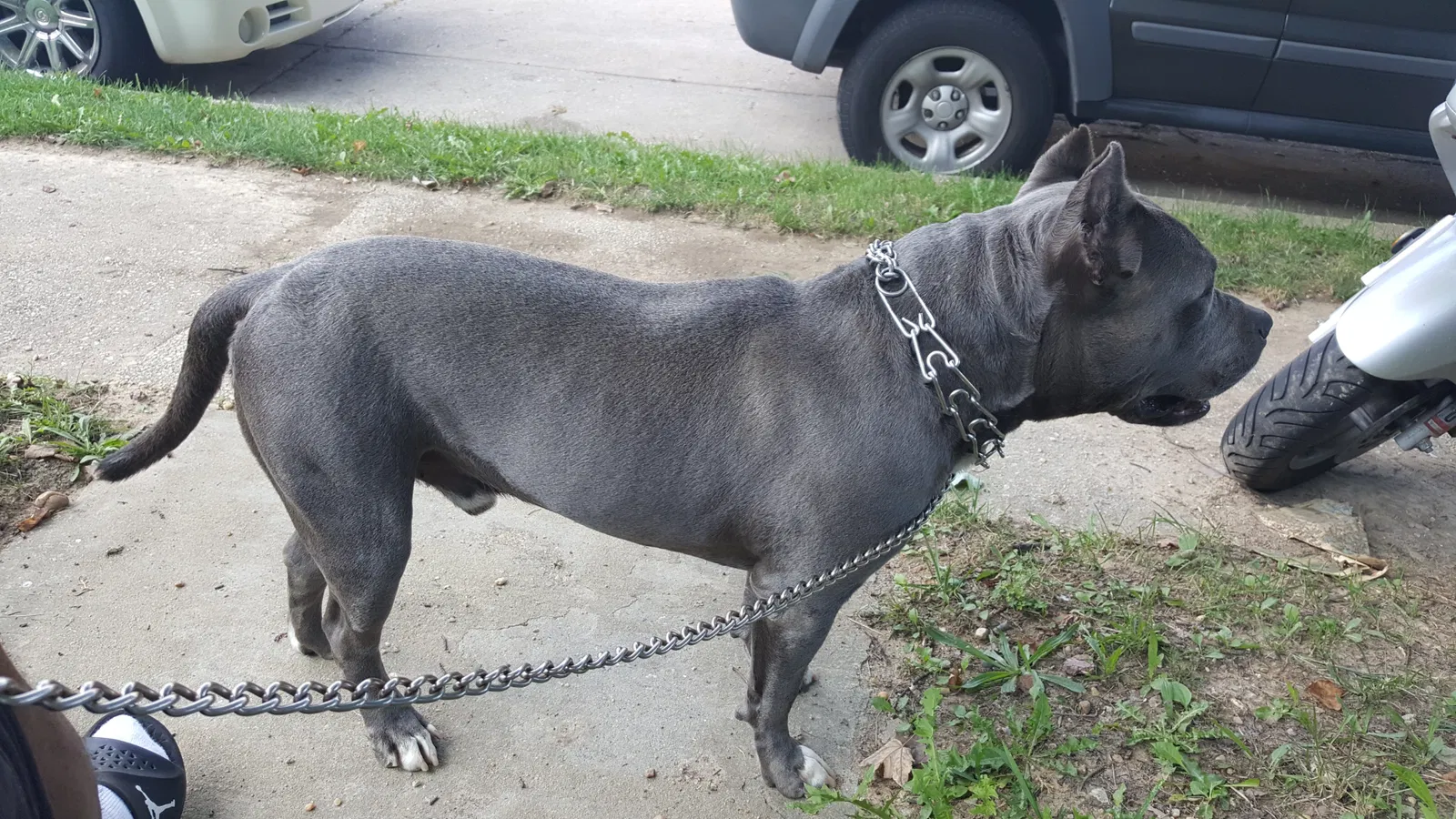Lost dog in Baltimore, MD, 21217