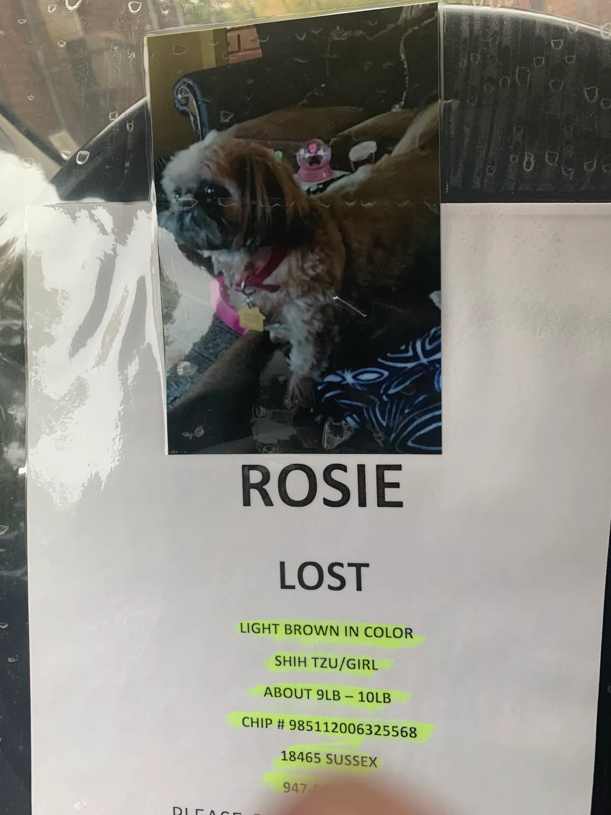 Lost dog in Detroit, MI, 48235
