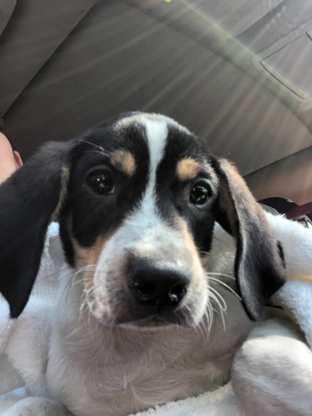 Lost dog in Birmingham, AL, 35215