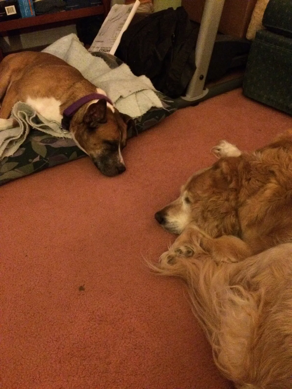 Lost dog in Bogart, GA, 30622