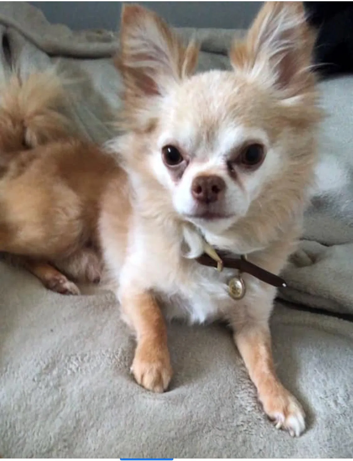 Lost dog in Highland Park, IL, 60035