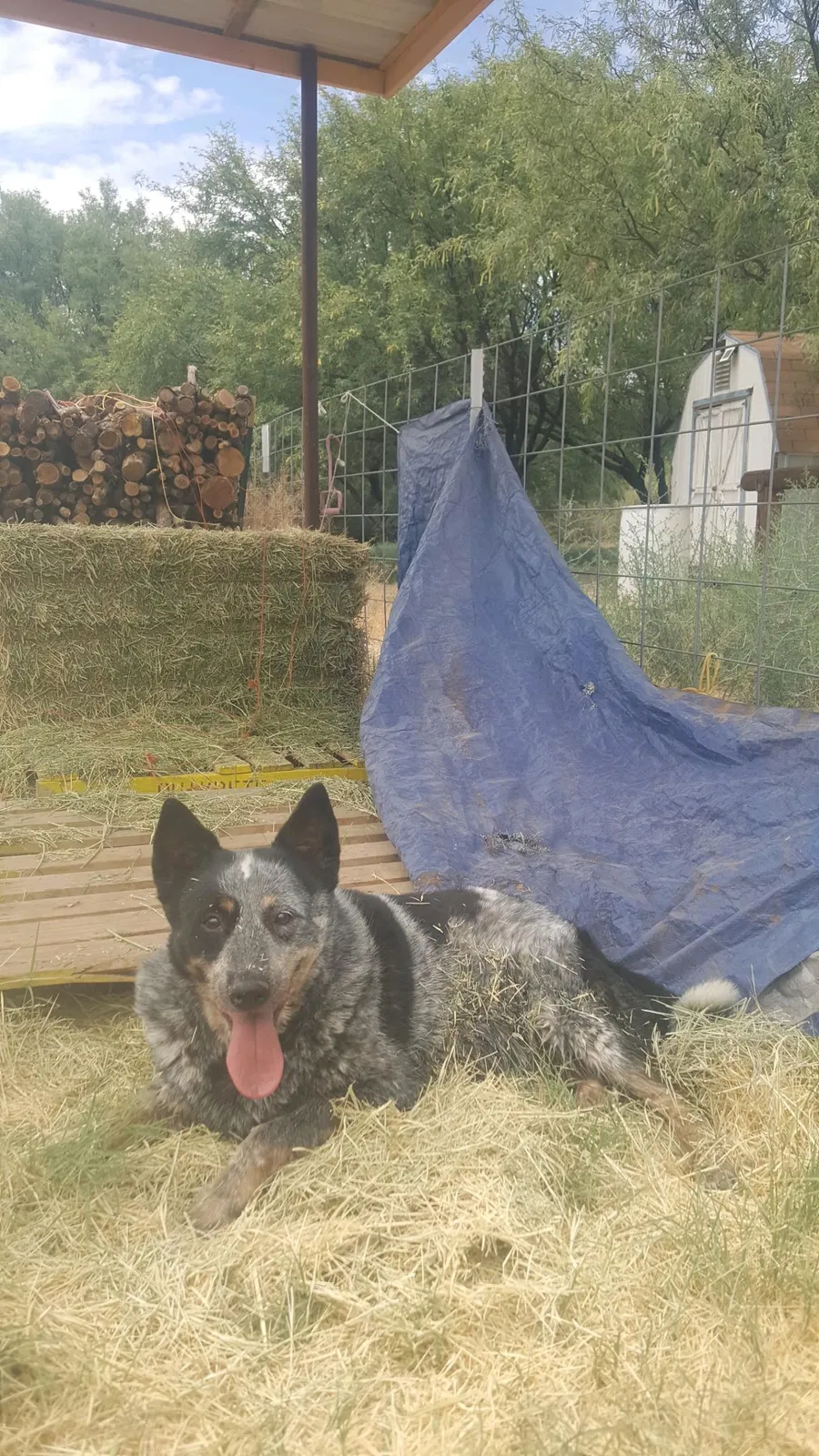 Lost dog in Pomerene, AZ, 85627