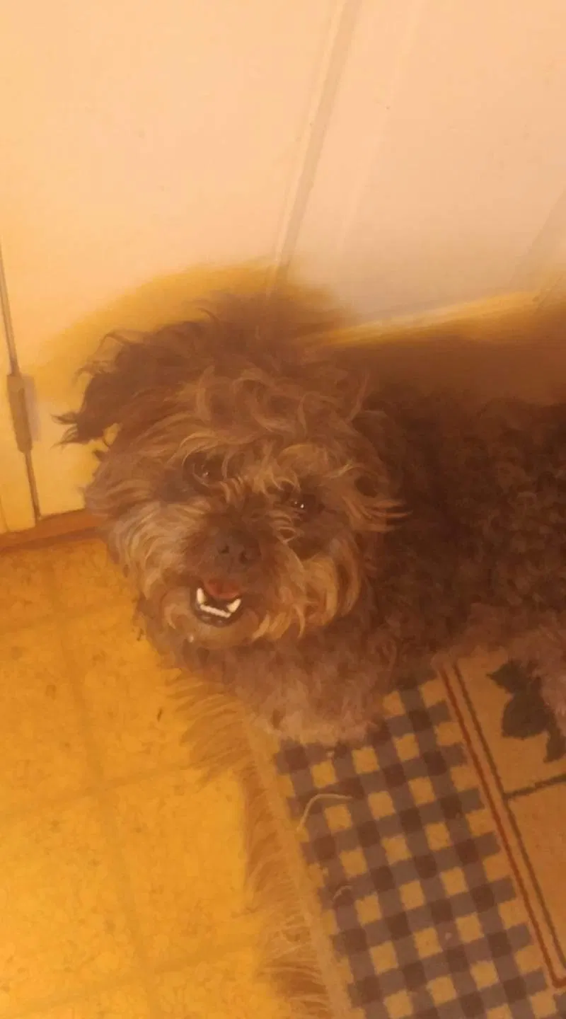 Lost dog in Morning View, KY, 41063