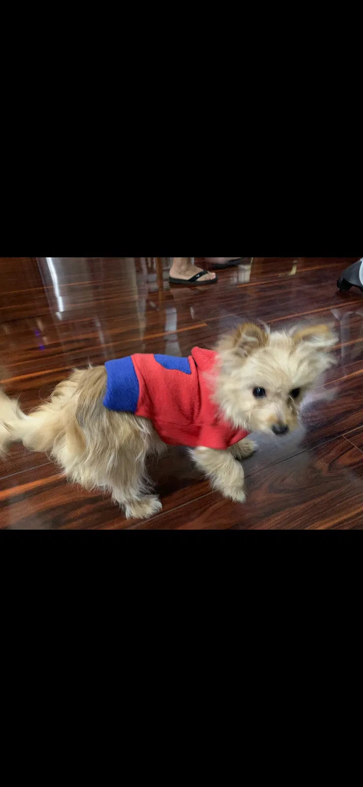 Lost dog in Richmond, CA, 94804