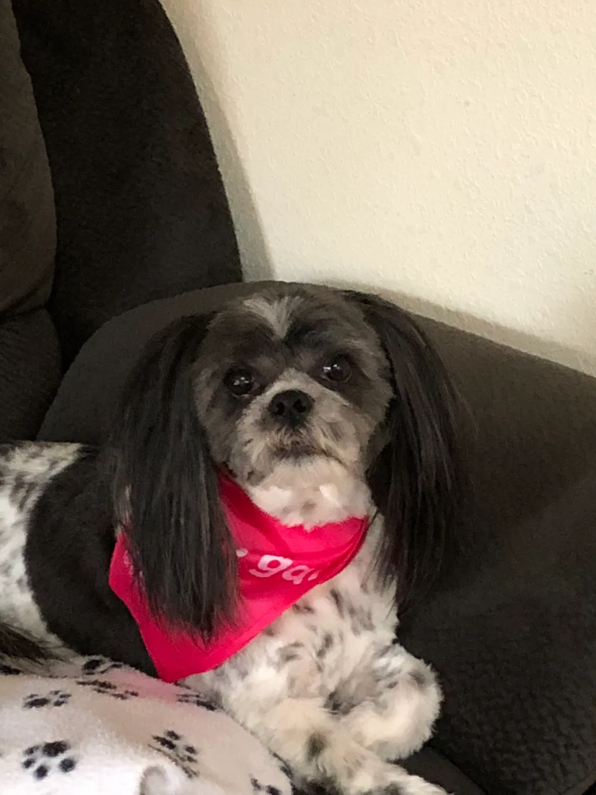Lost dog in Auburn, WA, 98001