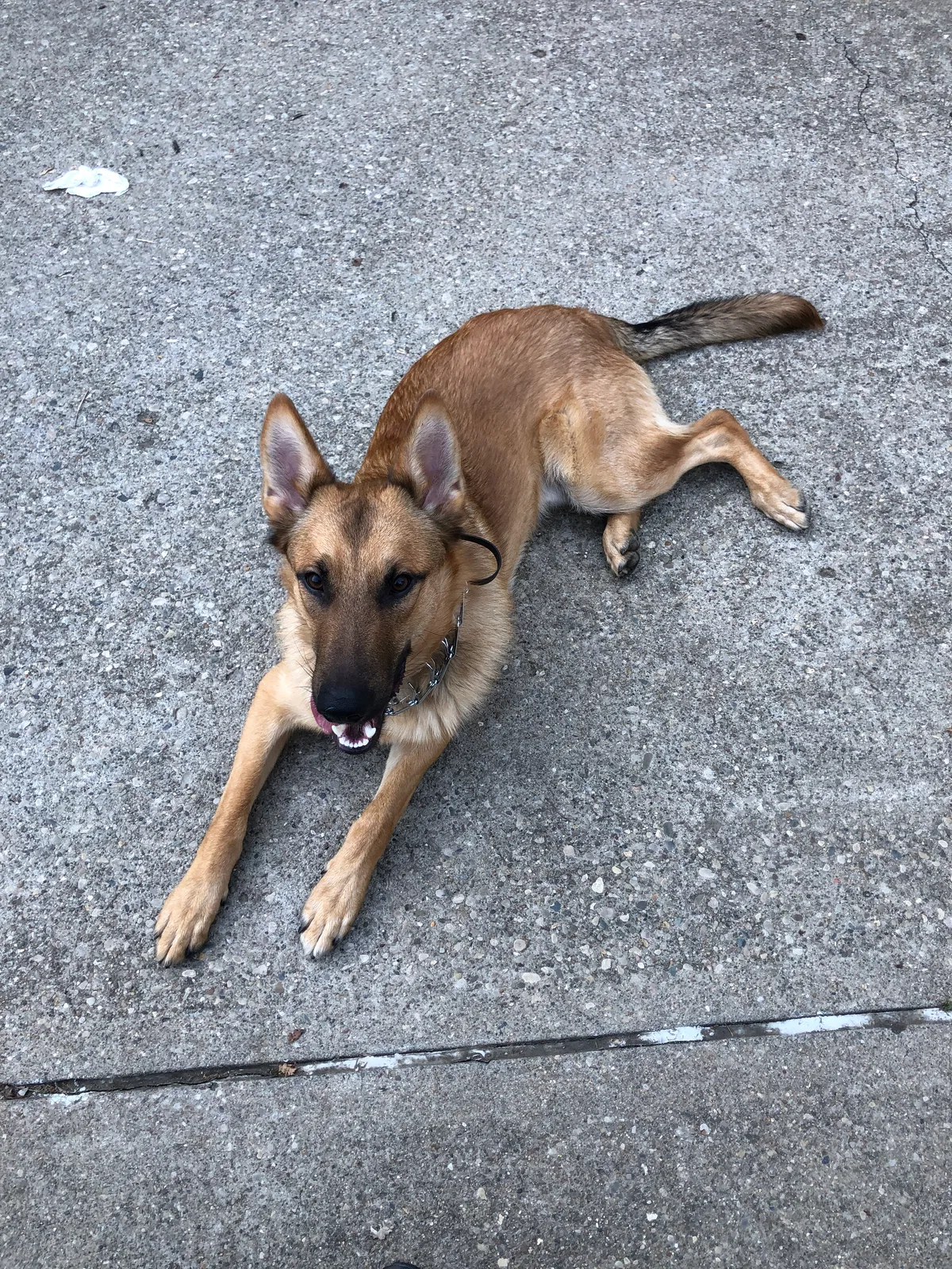 Lost dog in Harrison, OH, 45030