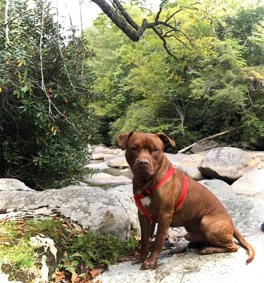 Lost dog in Hinesville, GA, 31313