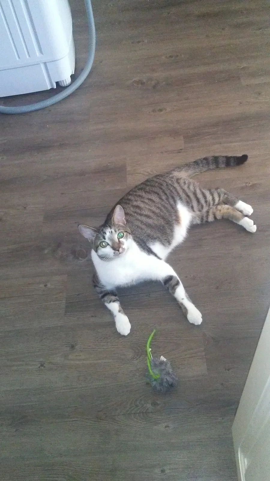 Lost cat in Sanford, FL, 32773